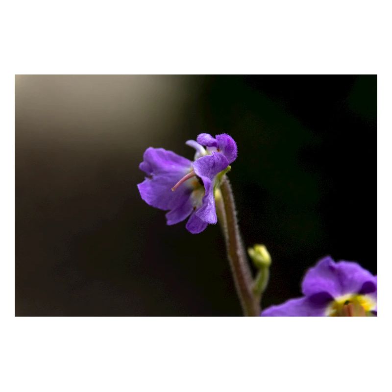 Purple Wildflower Pattern