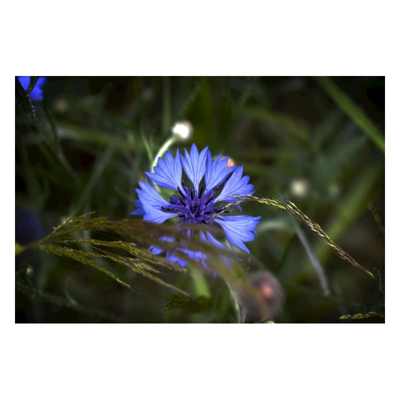 Bleuet Indigo Light