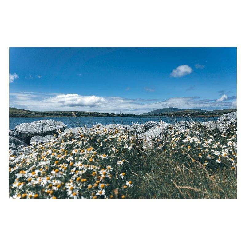 Paysage côtier fleuri