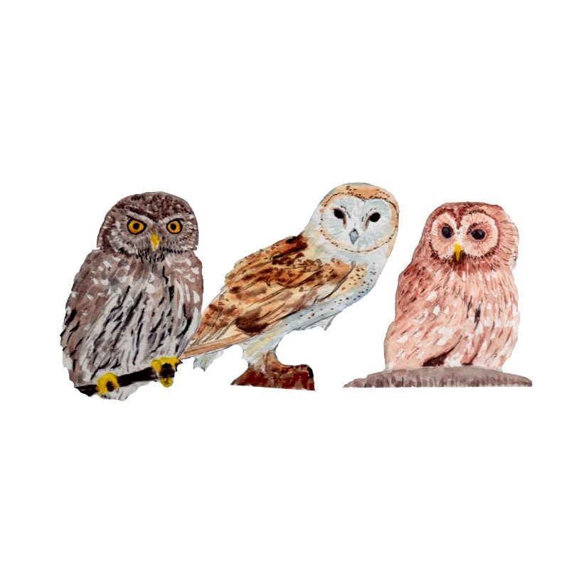 Trio von Eulen
