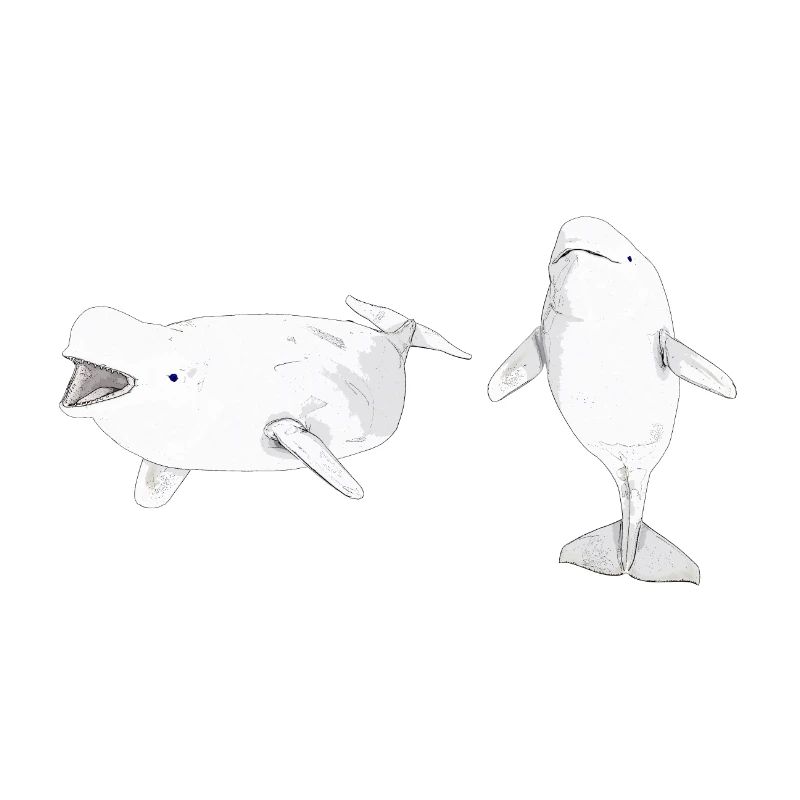 Two beluga whales