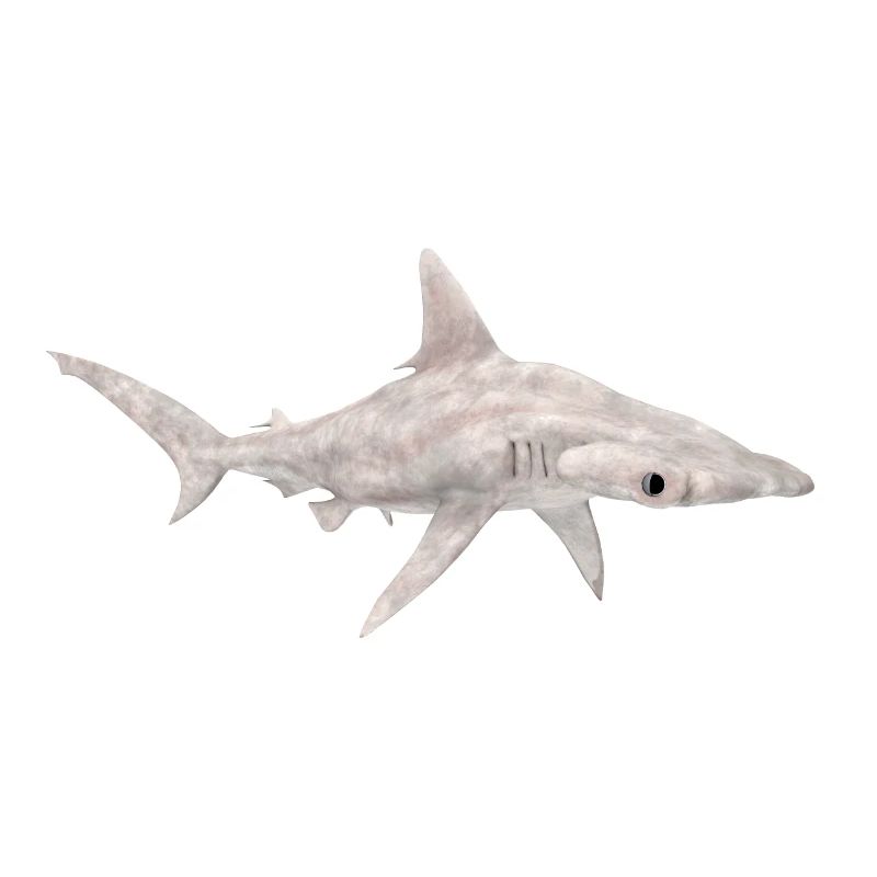 Grand requin-marteau, requin, requin