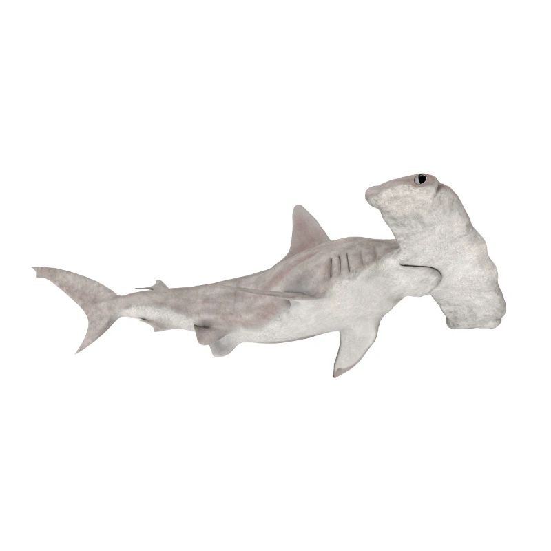Grand requin-marteau, requin, requin