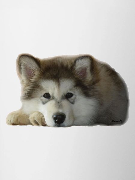 Chiot malamute Maia