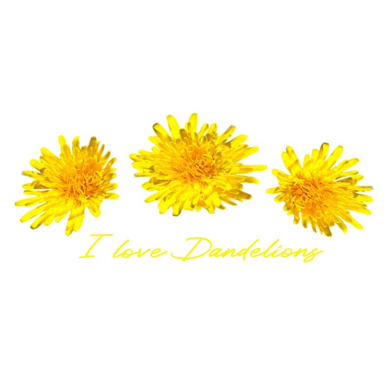 Dandelion Dandelion Dandelion Dandelion
