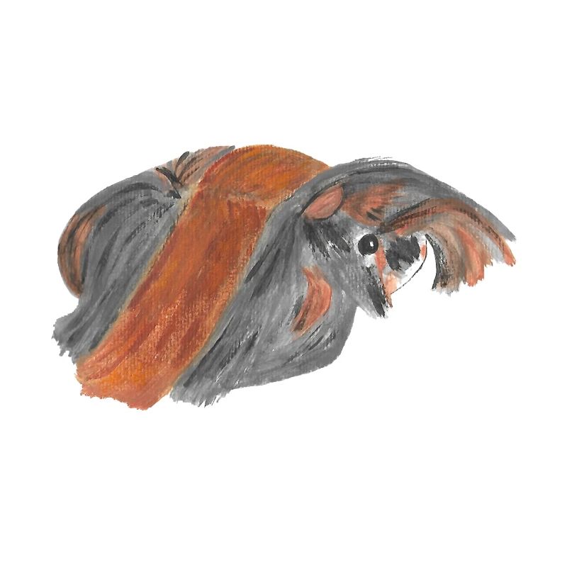 Cochon d'inde péruvien