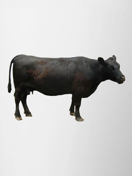 Beef black