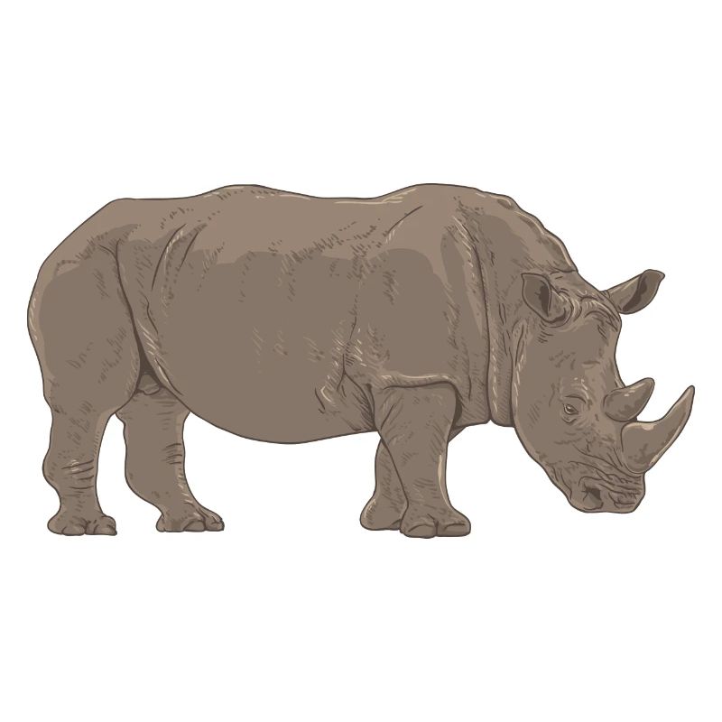 Rhino