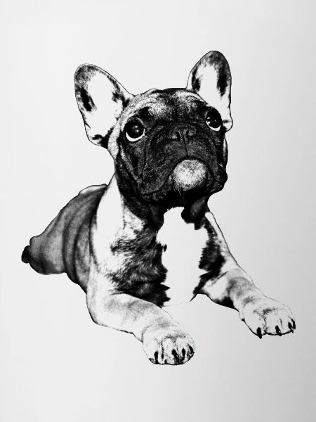 chiot bouledogue français