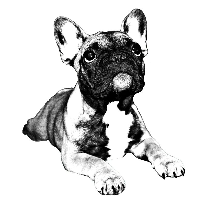 chiot bouledogue français