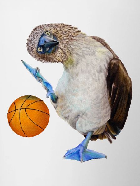 Blue-footed boobies basketball