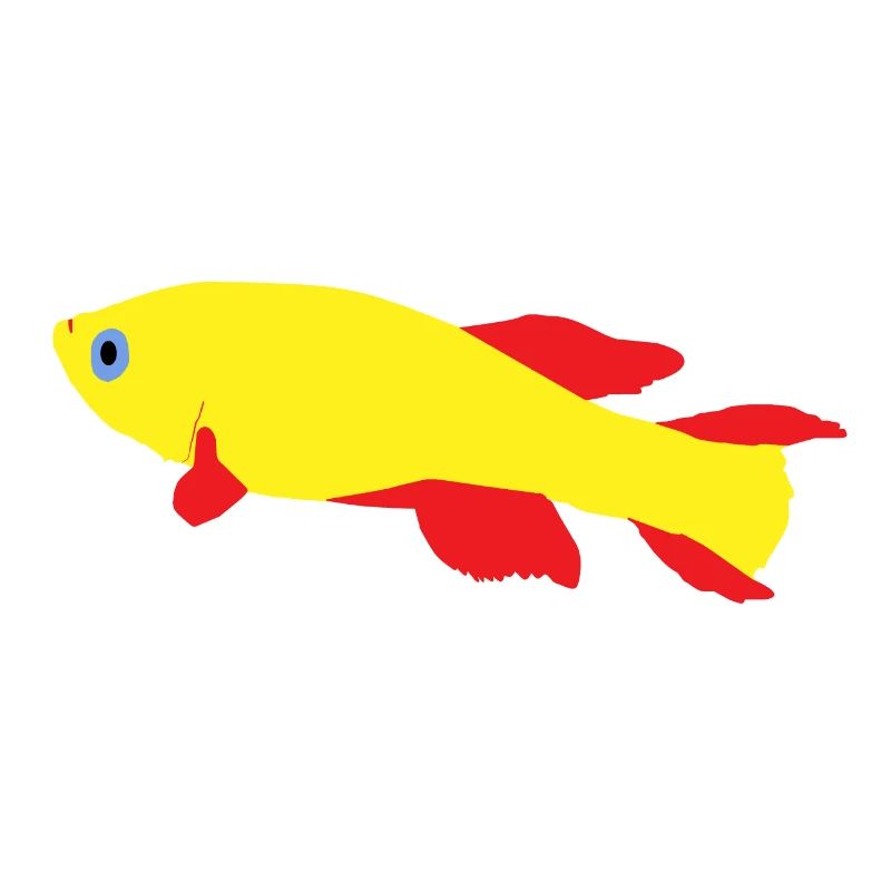 Killifish Red and Yellow