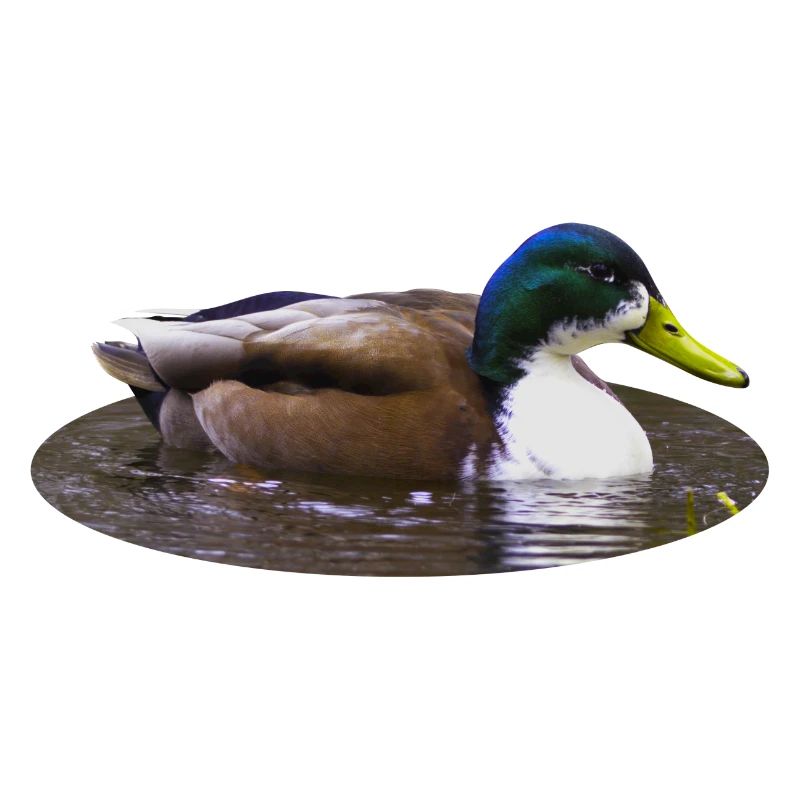 Mallard Duck Duck Duck