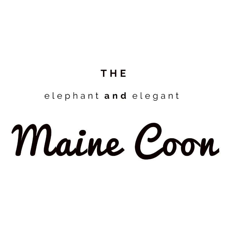 The elephant & elegant Main Coon