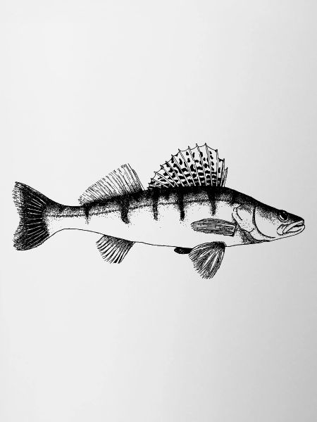 Zander Motif