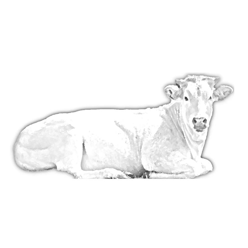 Vache