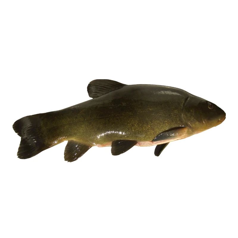 carpe (poisson)