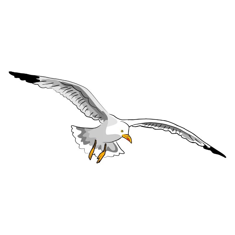 gull