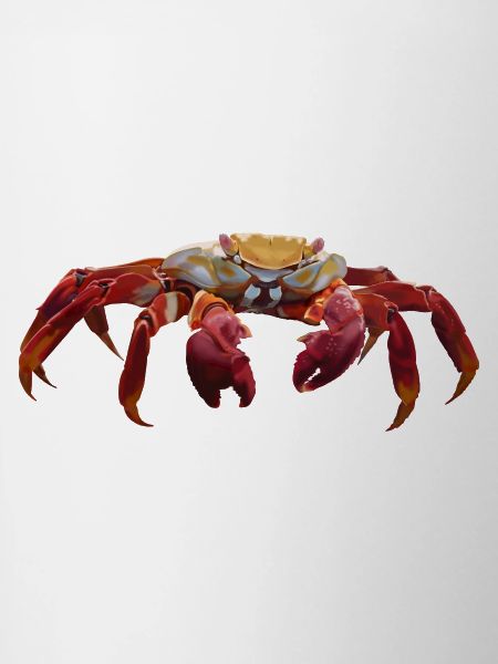 Krabbe
