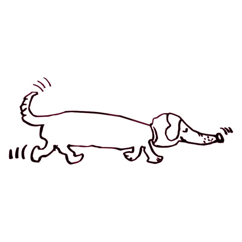 drôle teckel, teckel, chien, teckel
