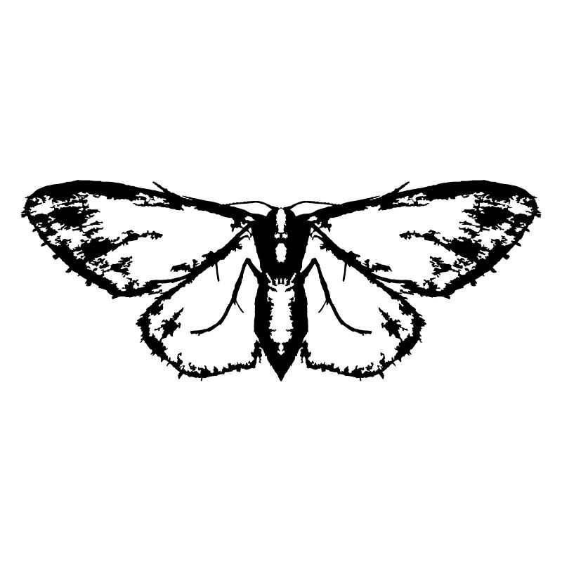 Papillon / Papillon / Papillon