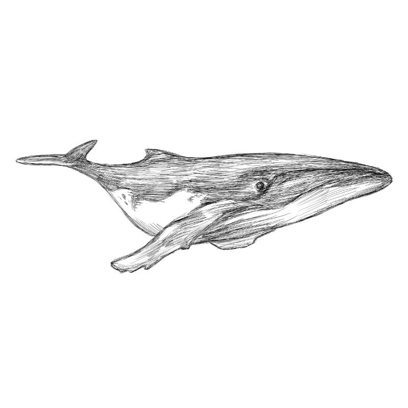 Whale design floating