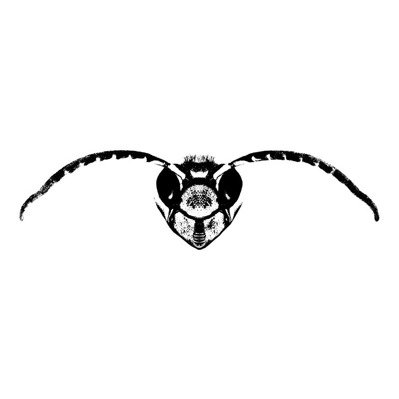 Frelon / Frelon Drone / Insecte