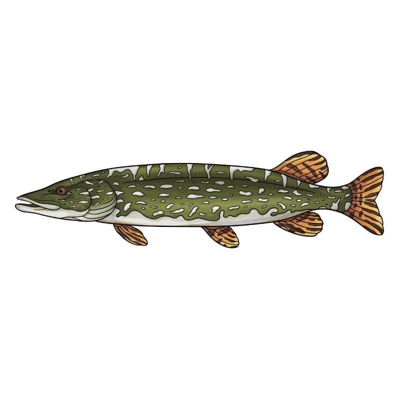 Conception de la pêche aux poissons prédateurs brochets