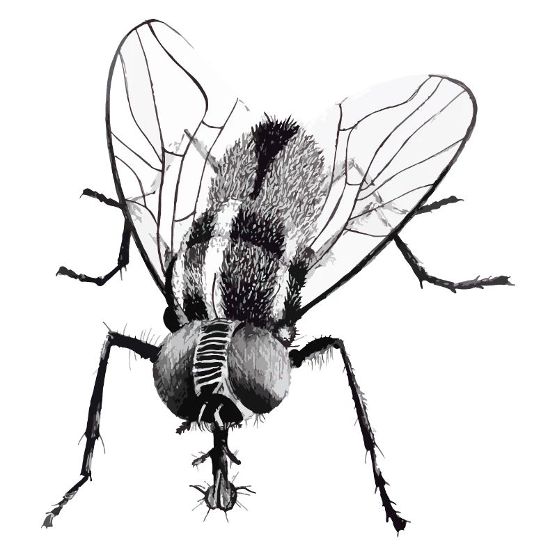 Schwarze Fliege