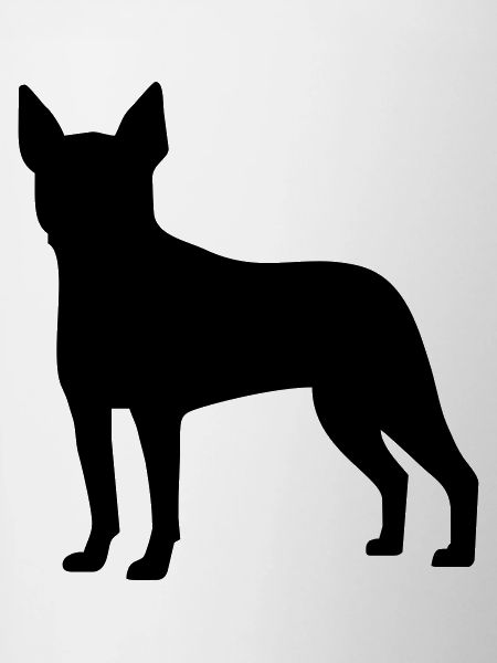 Boston Terrier
