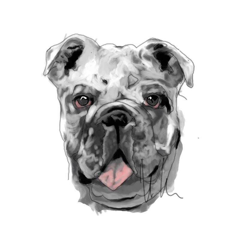Bulldogge