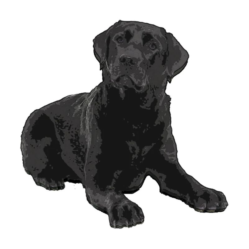 Schwarzer Labrador