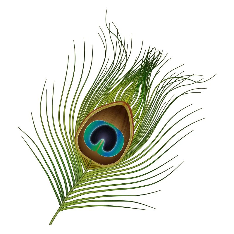 plume de paon dessinée à la main