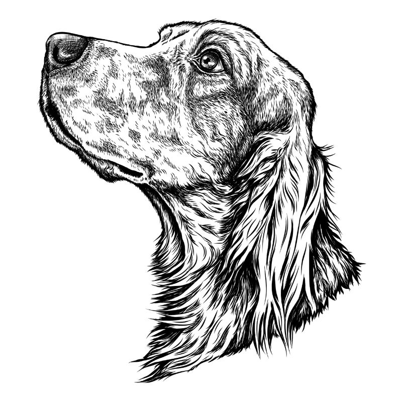 Portrait de setter irlandais