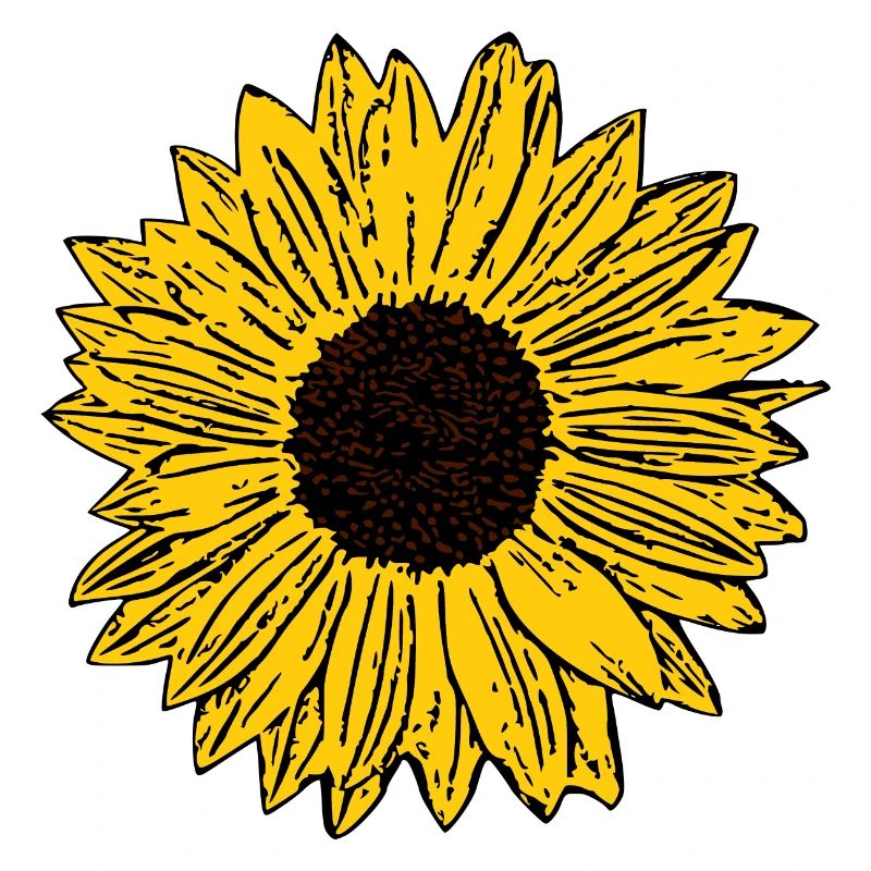 Fleur, jaune, jaune, fleur, tournesol