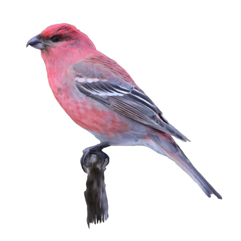 Cardinal aquarelle sur branche