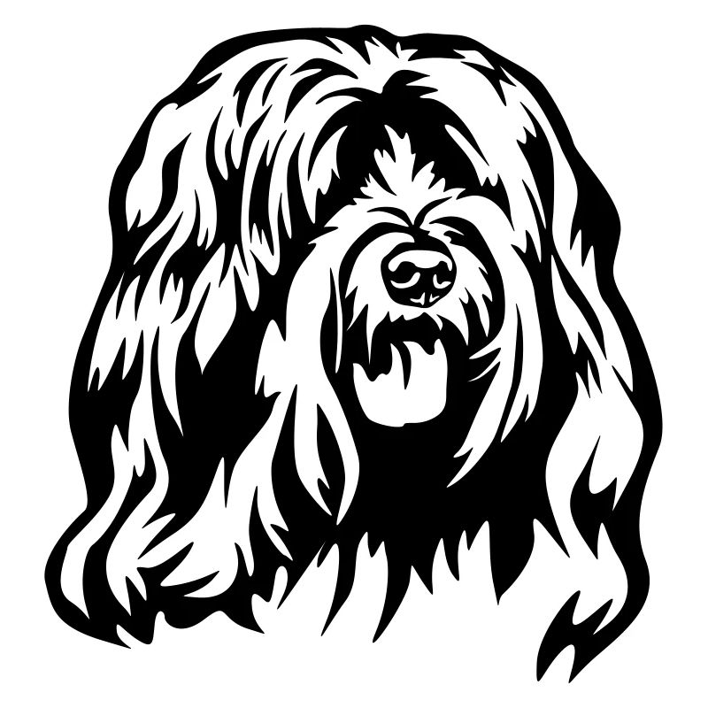 Tibet Terrier Kopf
