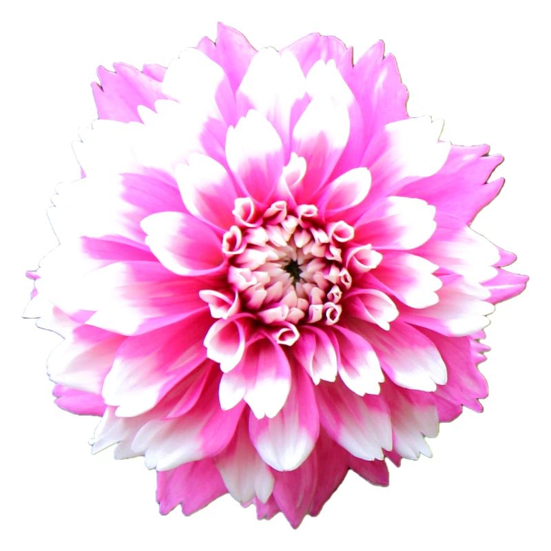 Fleur Rose Rose Fleur Fleurs Rose Rose Fleurs
