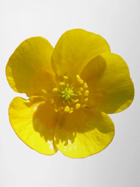 Fleur, Jaune, Fleur Jaune