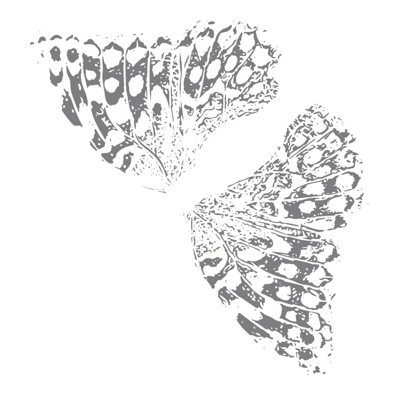 Aile de papillon Papillon Papillon