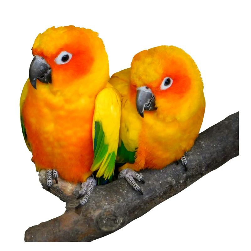 Oiseaux
