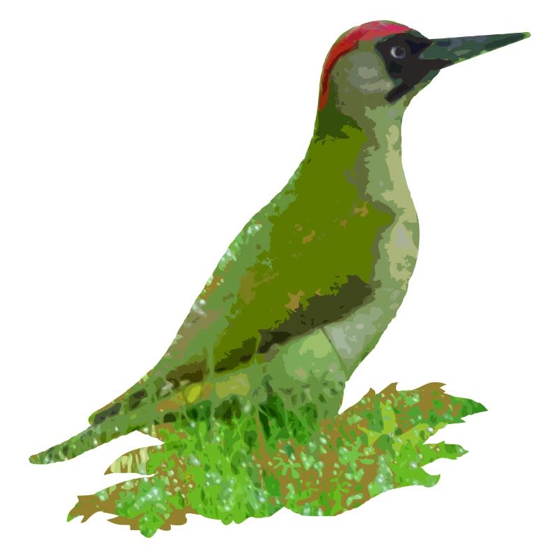 pivert