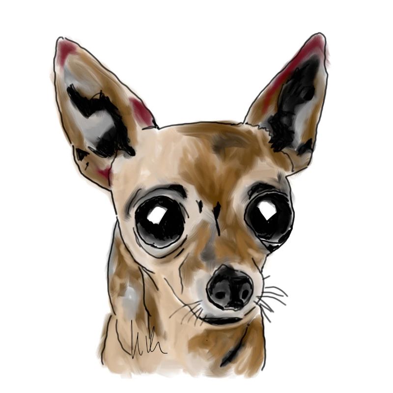 Chihuahua
