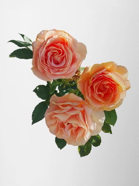 Peach Rose Bouquet