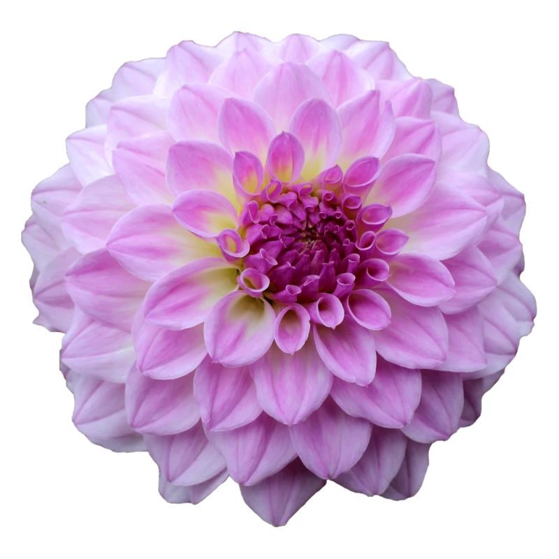 Fleur Rose Rose Fleur Fleurs Rose Rose Fleurs