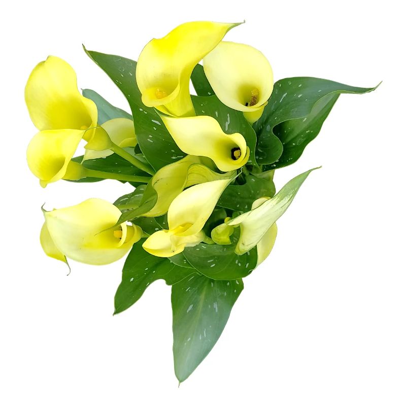 Delicate yellow calla flowers