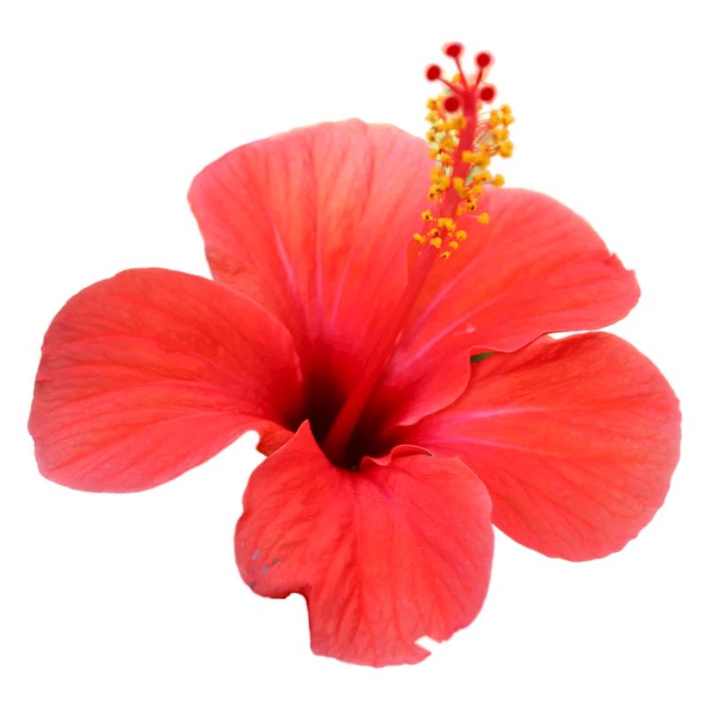 Fleur rouge fleurs rouges fleurs rouges hibiscus