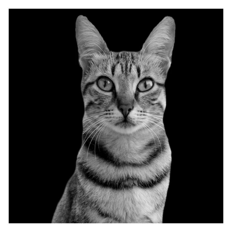 Chat blanc-noir Chat noir et blanc