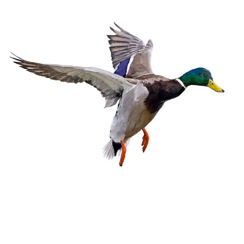 Duck