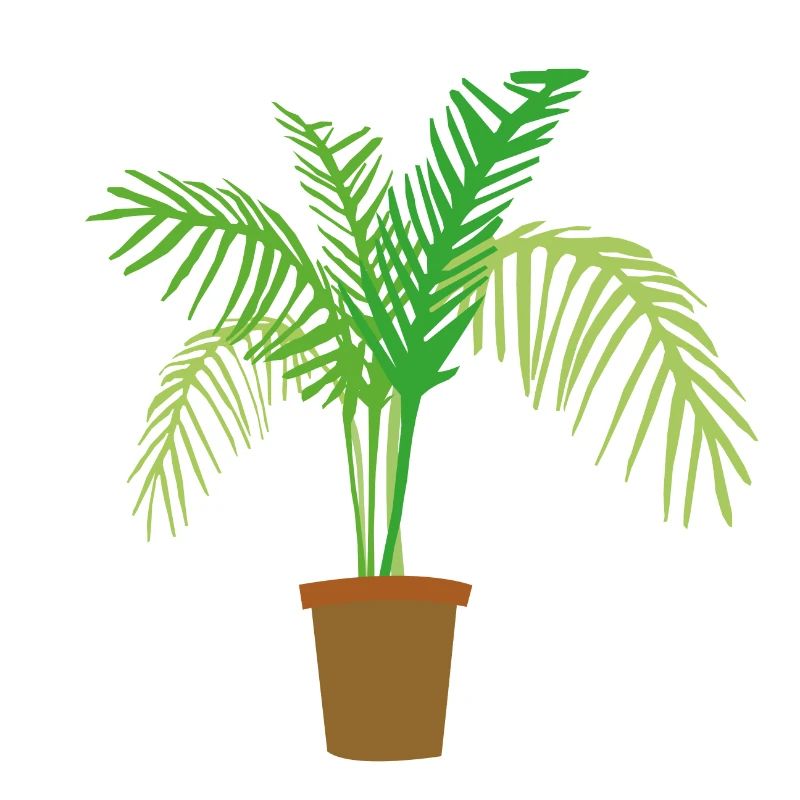 palm tree